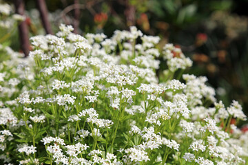 Closeup of a mound of Sweet Woodruff blooms, Derbyshire England
