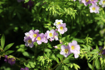 Patch of sunlit pink Jacob's Ladder blooms, Derbyshire England
