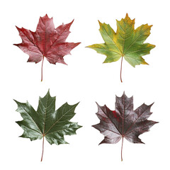 Fototapeta premium four autumn maple leaves isolated