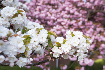 A cluster of white cherry blossoms stands sharply in focus against a dreamy backdrop of blurred pink sakura flowers. Perfect for wedding stationery, luxury branding, beauty industry.