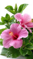 Fototapeta premium Close-up of Two Delicate Pink Hibiscus Flowers with Lush Green Leaves on White Background