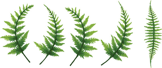 Vector Image of Green Fern Leaves in Various Arrangements on White Background for Botanical and Nature-Themed Designs and Projects