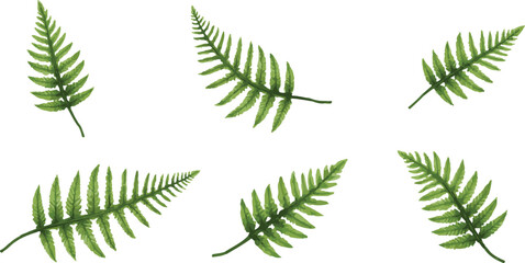Vector Image of Green Fern Leaves in Various Arrangements on White Background for Botanical and Nature-Themed Designs and Projects