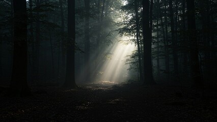 Naklejka premium Sun Rays Through Dark Forest