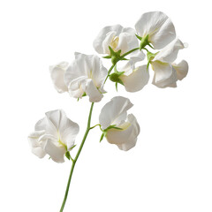 Delicate White Sweet Pea Blossoms on a Single Stem
