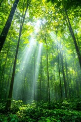 Fototapeta premium Sunbeams pierce a lush, misty forest canopy