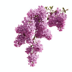 Vibrant Lilac Branch Isolated on Cyan Transparent background