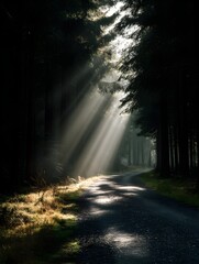 Obraz premium Sunlight streaming through trees onto a peaceful forest path in the early morning
