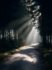 Fototapeta premium Sunlight streaming through trees onto a peaceful forest path in the early morning