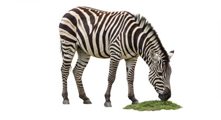 Zebra Grazing on Grass Isolated on White Background Captures the Essence of African Wildlife and Natural Habitat in a Striking Wildlife Image Perfect for Educational or Conservation Projects