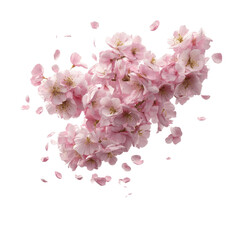 Obraz premium Delicate Pink Cherry Blossoms Falling Gracefully on Green Transparent background