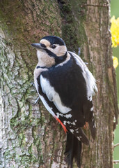 dzięcioł duży (Dendrocopos major) na drzewie 