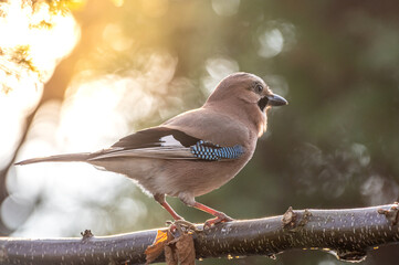 sójka zwyczajna (Garrulus glandarius) siedzi na gałęzi © Henryk Niestrój