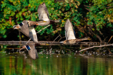 dzikie kaczki w locie © Henryk Niestrój