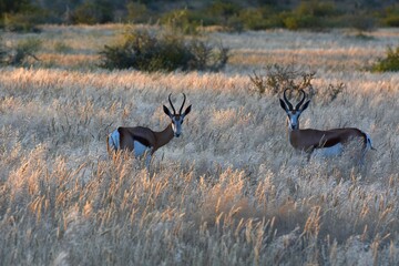 Springbock (Antidorcas marsupialis) im Abendlich im Erongo Gebirge (Namibia)
