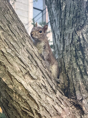 Gray squirrel perched in tree against urban backdrop, early spring