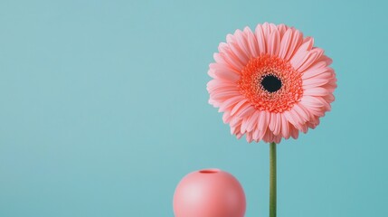 Soft Pink Gerbera Daisy with Bright Background and Round Vase for Creative Floral Decoration