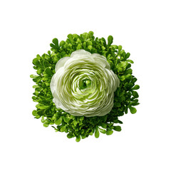 Fototapeta premium Elegant White Ranunculus Flower with Green Foliage, Overhead View