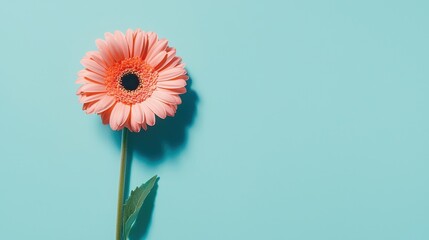 Vibrant Pink Gerbera Daisy with Green Stem Against a Bright Blue Background for Freshness and Spring Vibes