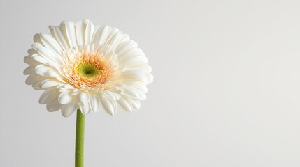 Delicate White Flower with Vibrant Center on Soft Background Perfect for Nature and Floral Themes