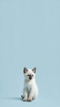 Adorable white kitten with striking blue eyes sitting on a light blue backdrop looking directly at the camera with curious gaze.