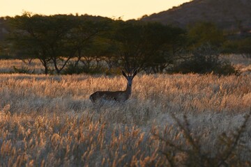 Springbock (Antidorcas marsupialis) im Abendlich im Erongo Gebirge (Namibia)