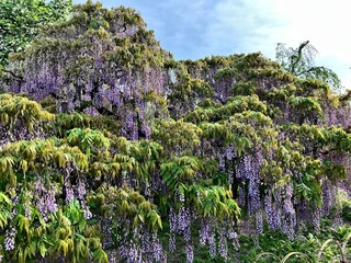 自信満々に美しくあられる藤の花。