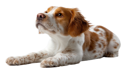 Brittany Spaniel Puppy: An adorable Brittany Spaniel puppy lies down, gazing upward with endearing curiosity. Its coat is a beautiful blend of white and orange ticked fur.