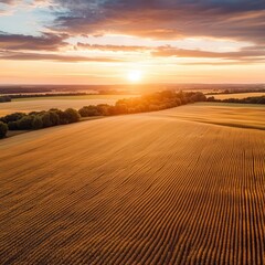 Fototapeta premium Aerial view of a golden field at sunset, capturing the serene beauty of the countryside. The light adds a warm glow to the landscape.