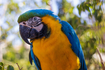 Beautiful large colorful macaw parrot in a large garden