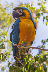 Beautiful large colorful macaw parrot in a large garden