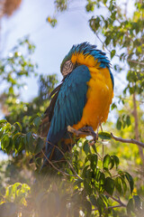 Beautiful large colorful macaw parrot in a large garden