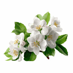 Naklejka premium Delicate Apple Blossoms with Dewdrops - Springtime Floral Beauty