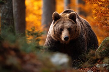 Fototapeta premium Majestic brown bear in an autumn forest. Warm colors and soft light.