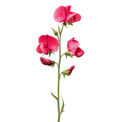 Obraz premium Vibrant Pink Sweet Pea Flower Stem Isolated on Green Transparent background