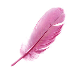 pink feather on white background