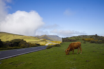 Beautiful landscapes of Madeira featuring grazing cow along winding roads and green hills under a blue sky