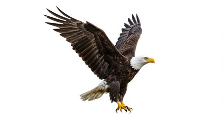Fototapeta premium Majestic bald eagle soaring with outstretched wings against a clean white background creating a powerful symbol of freedom and American wildlife