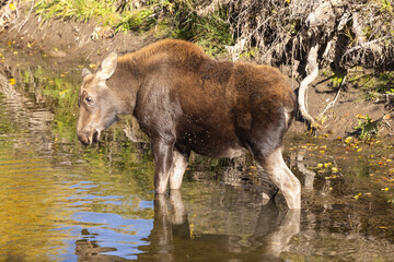 Fototapeta premium Cute Moose Calf in Grand Teton National Park Wyoming in Autumn