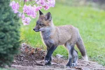 Cute baby fox in spring
