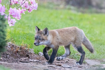 Cute baby fox in spring