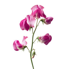 Obraz premium Delicate Pink Sweet Pea Flower Blossom on Green Transparent background