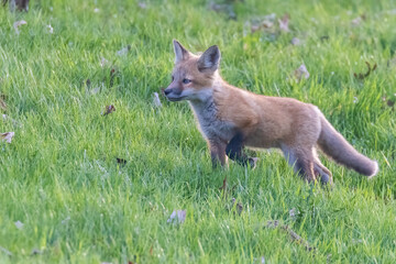 Cute baby fox in spring