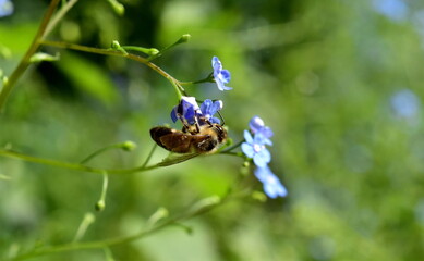 Biene auf einer Vergissmeinnichtblüte