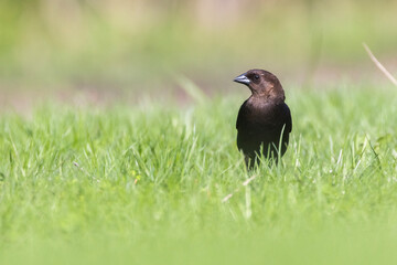 brown-headed cowbird (Molothrus ater) in spring