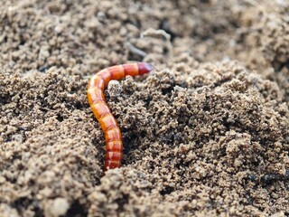 worm on the ground
