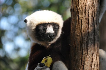 Coquerel's sifaka lemur on the island of Madagascar