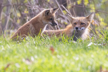 Cute baby fox in spring