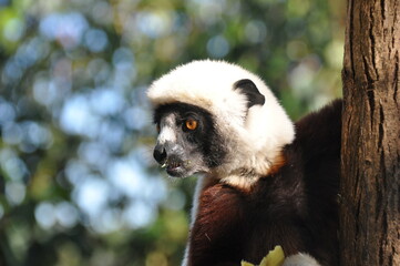 Coquerel's sifaka lemur on the island of Madagascar