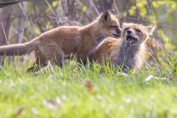 Cute baby fox in spring